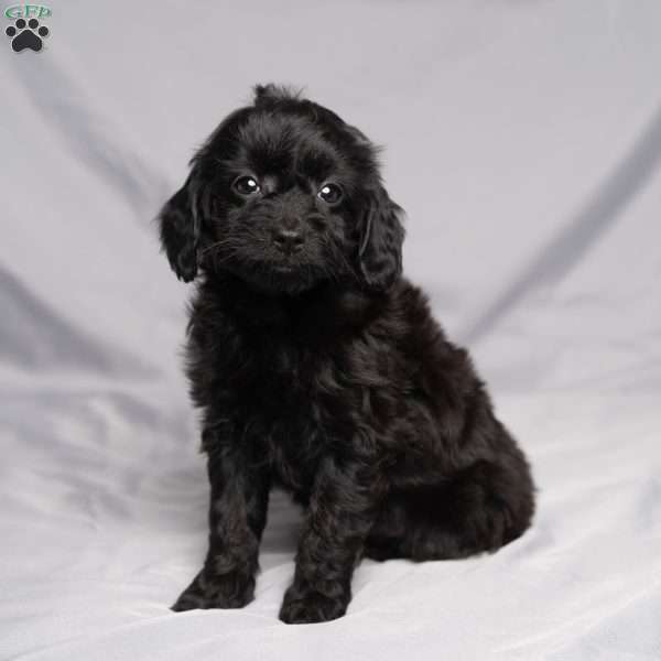Darla, Cavapoo Puppy